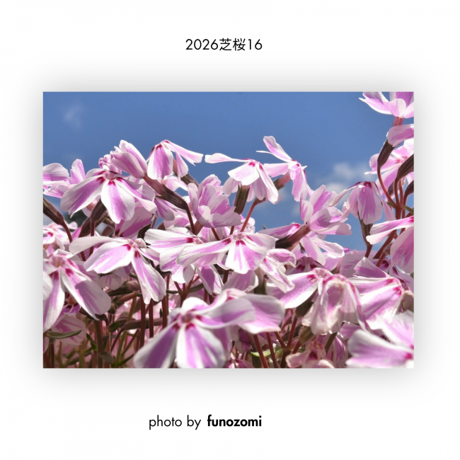 芝桜⑯