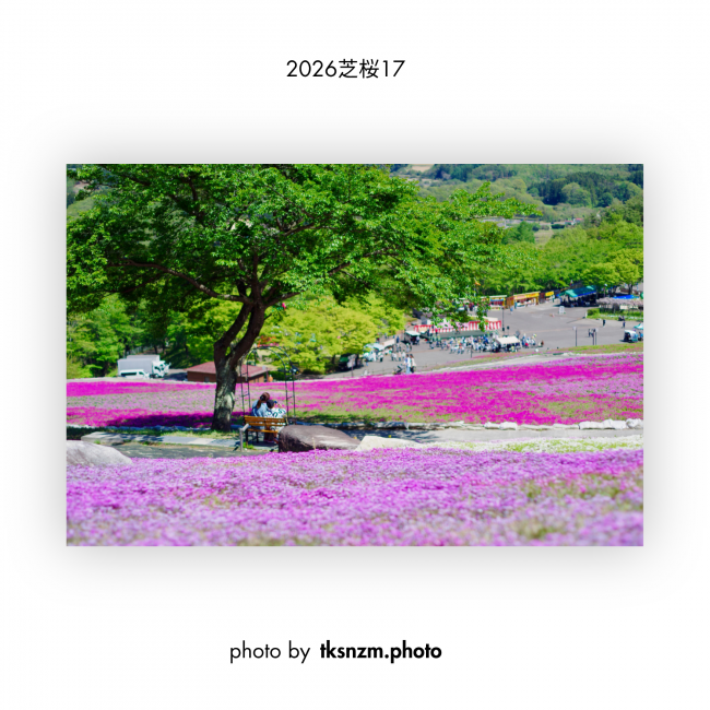 芝桜⑰