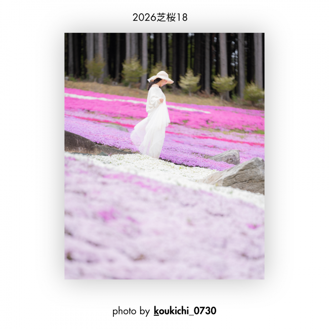 芝桜⑱