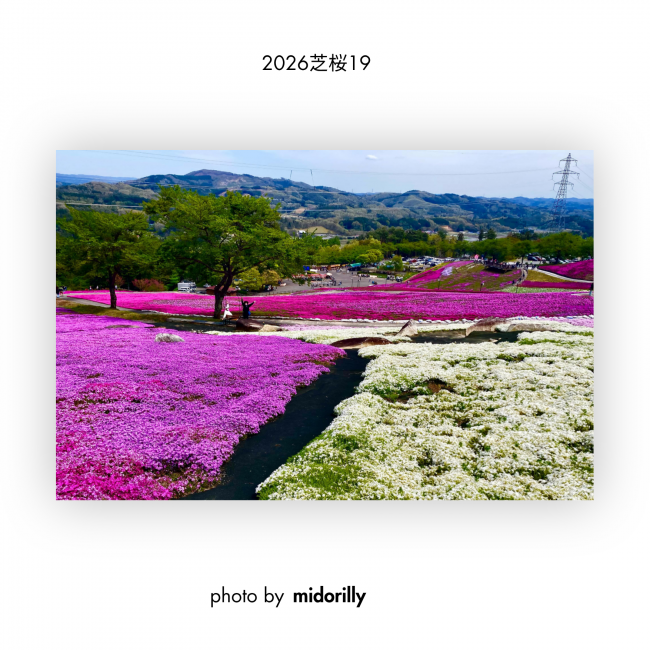 芝桜⑲
