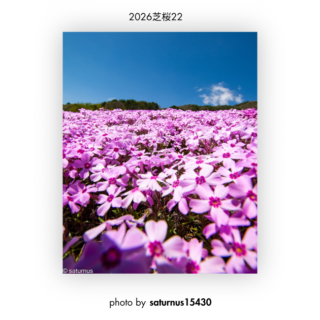 芝桜㉒