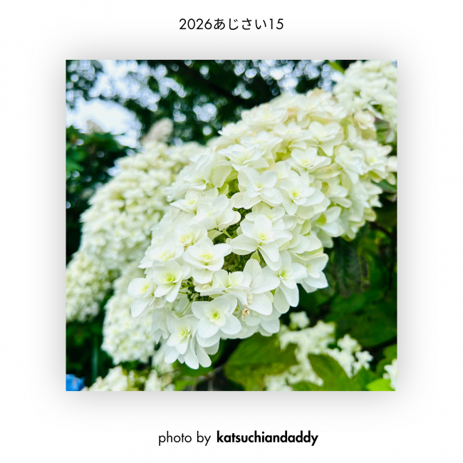 あじさい⑮