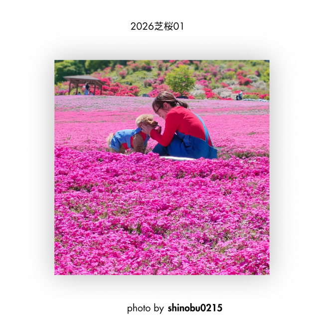 芝桜①