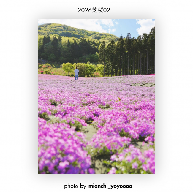芝桜②