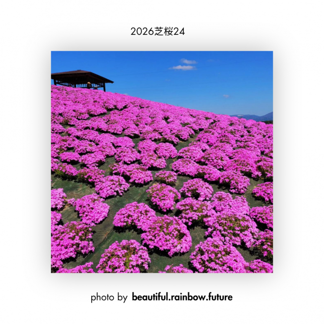 芝桜㉔