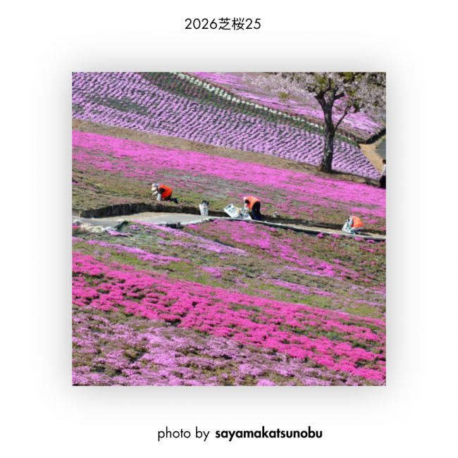 芝桜㉕