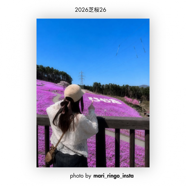 芝桜㉖