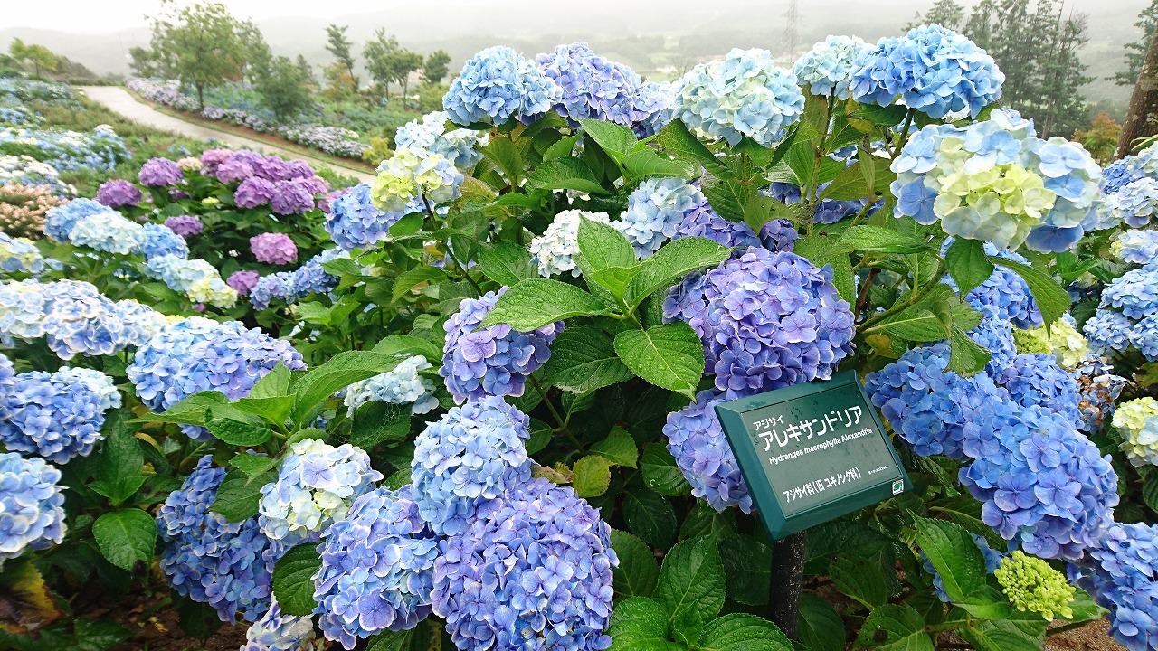 0722ajisai4.jpg