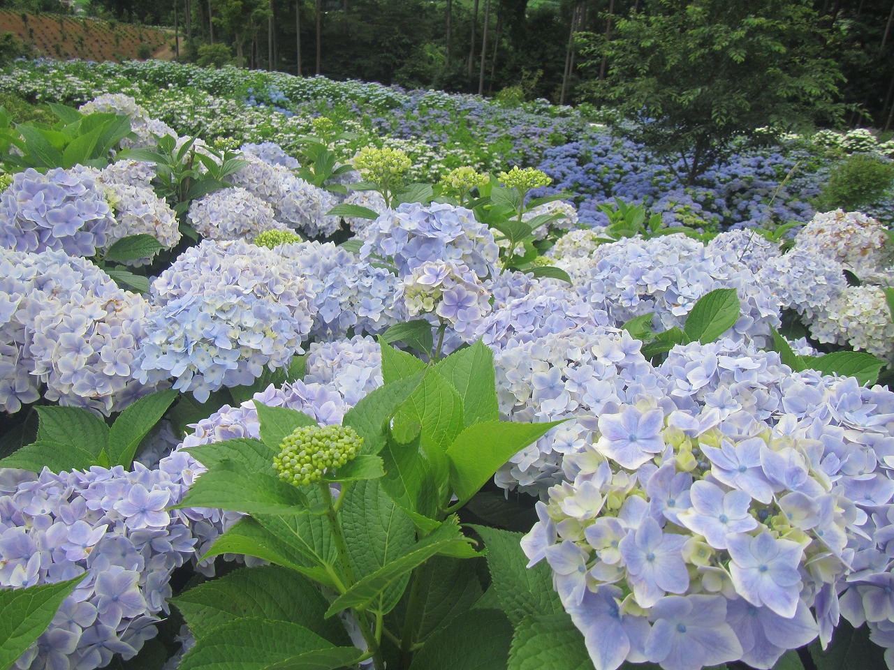 0716ajisai5.jpg