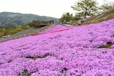 芝桜