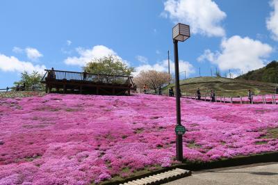 芝桜